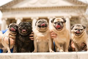 These are the five pugs that live at the Kennedy Compound. From left: Sadee Lew, Lillian Mae, Onslow, Ralph Eugene, and Greta. All but Greta are rescues: Sadee and Onslow came from Alabama Pug Rescue; Lillian Mae and Ralph, from Peace, Love, and Dog Paws Rescue.