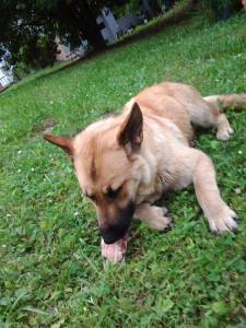 Sallie is a German Shepherd in search of a home. Can you help?